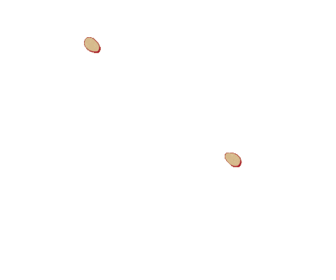 Slu Stlawrenceu Sticker by St. Lawrence University