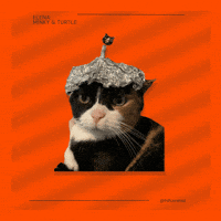 Cat Meme GIF by Furrend