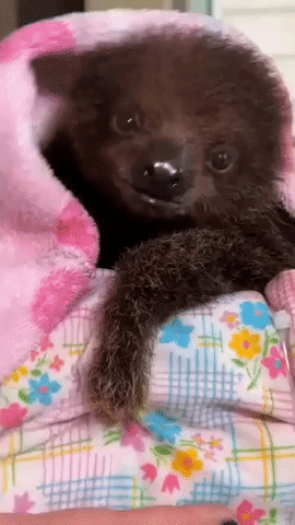 Cincinnati Zoo Delays Baby Sloth's Debut Due to Mother's Health Problems
