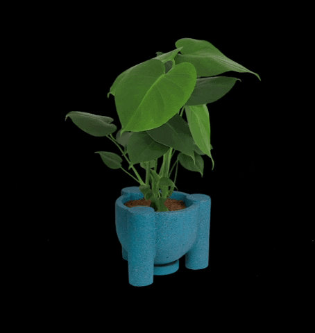 MuyBonito giphyupload plants plantas monstera GIF