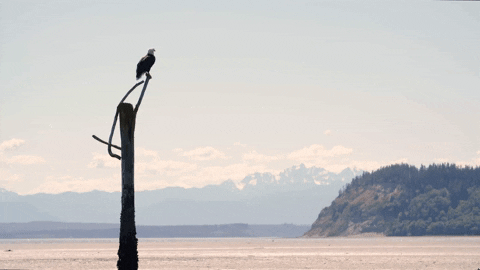 honeycombhippie giphyupload bald eagle bird of prey eagal GIF