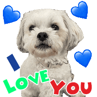 I Love You Cute Dog Sticker by Pimp Yo Pets