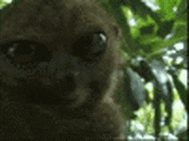 eyes tarsier GIF