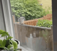 Raccoon GIF by the innernette