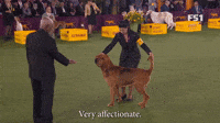 They Make Great Pets