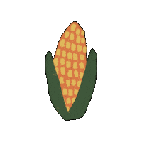 MidwestHouse food popcorn farm corn Sticker
