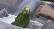 nat geo wild pets GIF by Dr. K's Exotic Animal ER