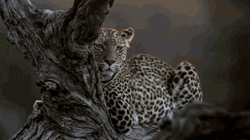 nat geo wild GIF by Savage Kingdom