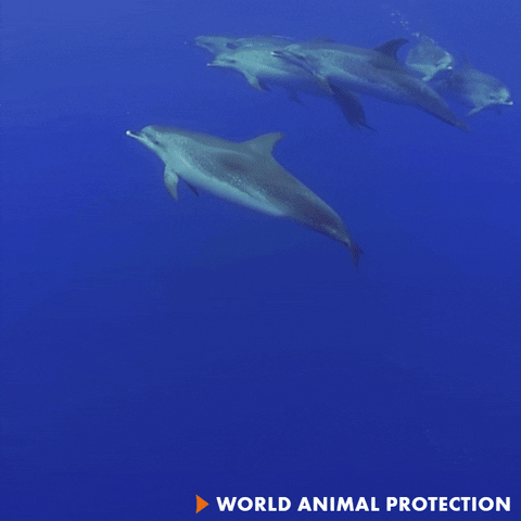 Water Swimming GIF by World Animal Protection