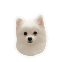 Dog Sticker