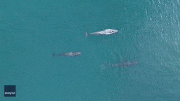 'What a Sight!': Drone Footage Records Pygmy Blue Whales Cruising Western Australian Coast