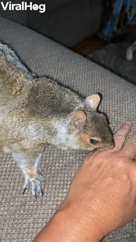Pet Squirrel Loves Attention