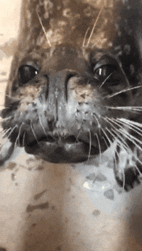 Harbour Seal GIF by Valley Zoo Development Society