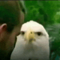 Bird Ayooo GIF