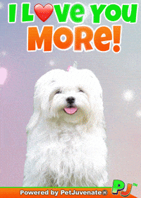 Love You Taylor GIF by PetJuvenate - PJ