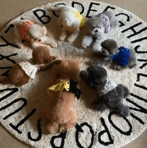 lievelyn24c9 giphyupload GIF