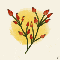 Grow Rose Hip GIF by scholzydesign