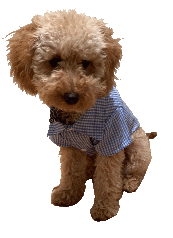 Dog Pet Sticker by DP...AM