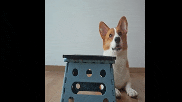 Good Boy Corgi GIF by WoofWaggers