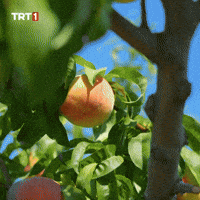 Energy Eat GIF by TRT