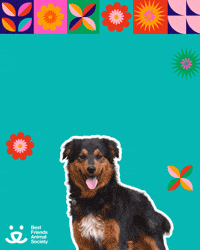 Mi Casa Latina GIF by Best Friends Animal Society