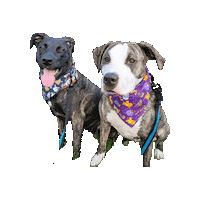 Waffles Rescue Dogs Sticker by Geekster Pets