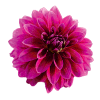 GardellyHolland summer flower rose valentine Sticker