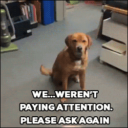 Not Paying Attention Ask Again GIF