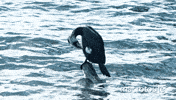 Wild Life Japan GIF
