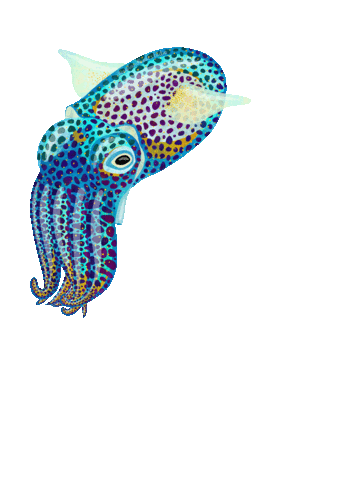 owlandbearstudio giphyupload hawaii diving octopus Sticker