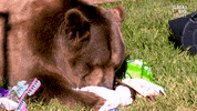 Hungry Feed Me GIF by Great Big Story