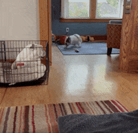 Drake Mascot GIF by DrakeUGriff