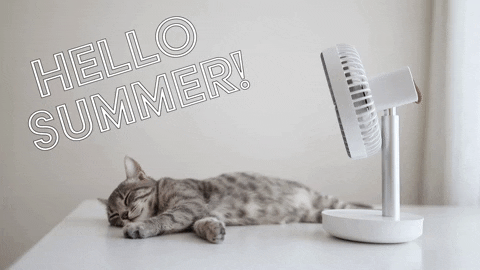 Summer Cats GIF by Sealed With A GIF