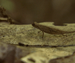 madagascar chameleon GIF by Head Like an Orange