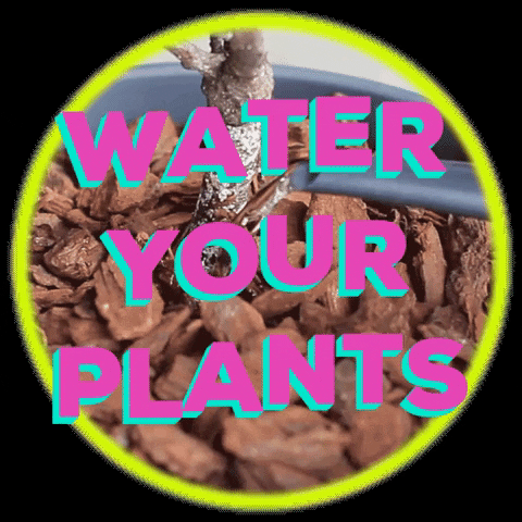 DrSoil giphygifmaker water plants hydrate GIF