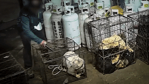 cuteanimalland giphyupload GIF