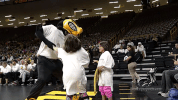 volleyball GIF by University of Iowa Hawkeyes Athletics