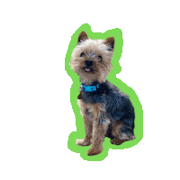 PawsandObeyDogTraining yorkie pawsandobeydogtraining paws and obey dog training buddy bear Sticker