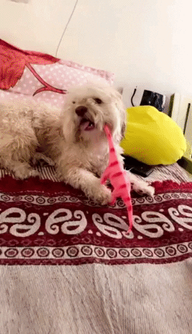 purinaindia  GIF