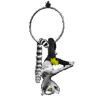 Fringe Lemur Sticker by EdinburghFringeFestival