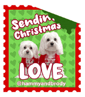 Merry Christmas Dog GIF by HammyandBrody