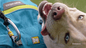 Tired Dog GIF by Outside TV