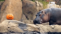 Cincinnati Zoo's Hippo Fiona Enjoys Halloween Pumpkin