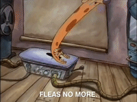 nicksplat GIF