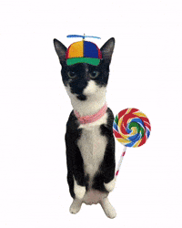 Cat Cheer GIF