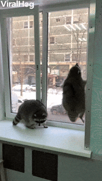 Raccoon Jumps Up And Down GIF by ViralHog
