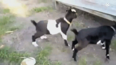 faint GIF