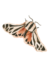 Pink Becoming Sticker by Gracelaced