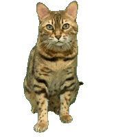 Bengal Cat Shopping Sticker by Kitty Fuchs