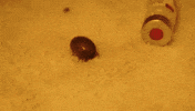 satisfying GIF